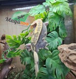 Magazoo Adult Male Harlequin Partial Pinstripe Crested gecko