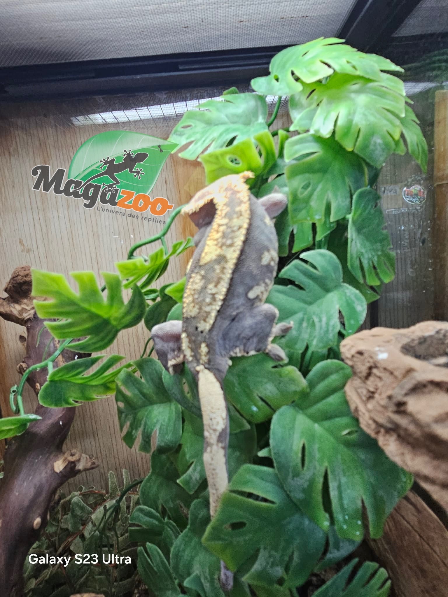 Magazoo Gecko à crête Harlequin Partial Pinstripe Mâle Adulte