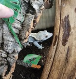 Magazoo Adult Male Harlequin Partial Pinstripe Crested gecko