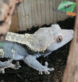 Magazoo Adult Male Harlequin Partial Pinstripe Crested gecko