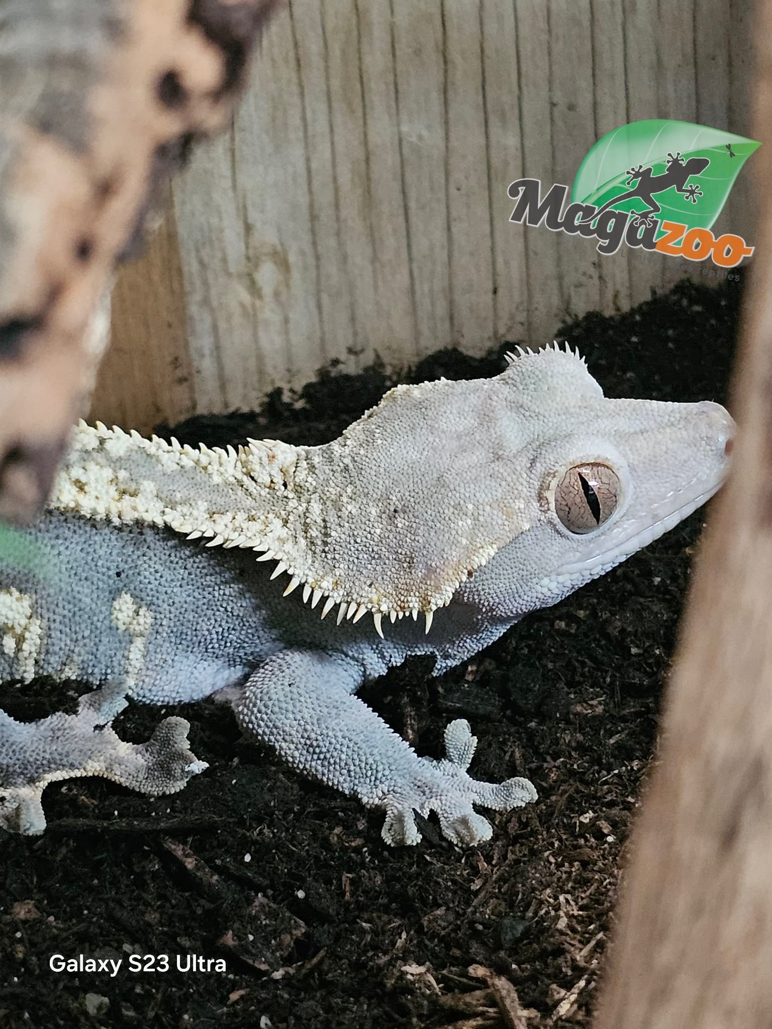 Magazoo Adult Male Harlequin Partial Pinstripe Crested gecko