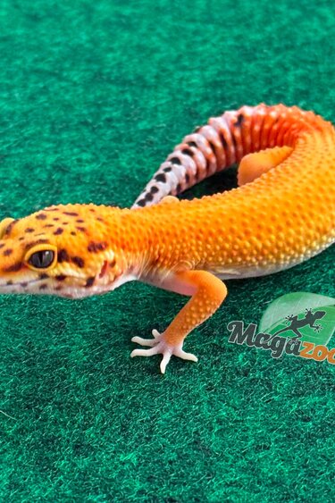 Magazoo Female Tangerine Hypo Leopard gecko 05/07/26
