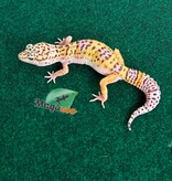 Magazoo Gecko léopard Macksnow femelle 30/04/26