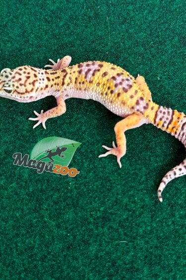 Magazoo Female Macksnow Leopard Gecko 04/30/26