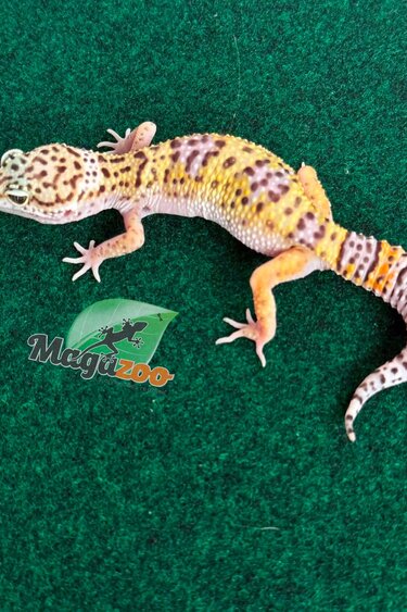 Magazoo Gecko léopard Macksnow femelle 30/04/26