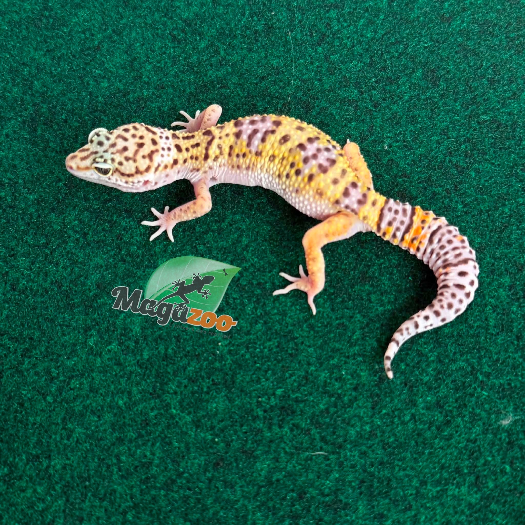 Magazoo Gecko léopard Macksnow femelle 30/04/26