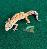 Magazoo Female Macksnow Leopard Gecko 04/30/26
