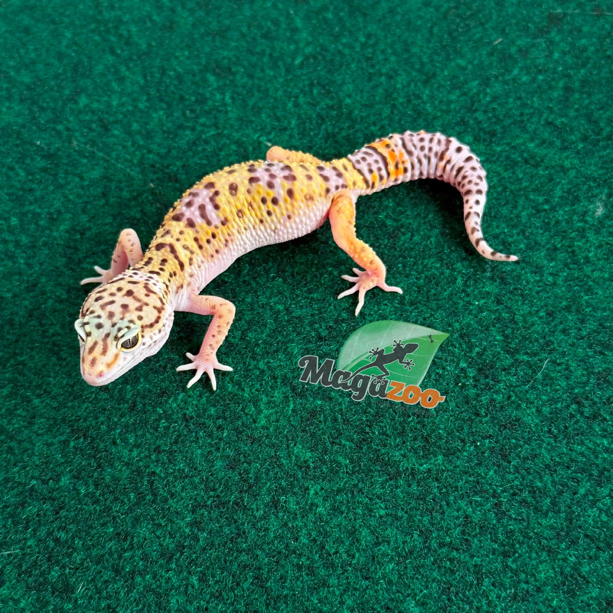 Magazoo Female Macksnow Leopard Gecko 04/30/26