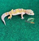 Magazoo Gecko léopard Macksnow femelle 30/04/26