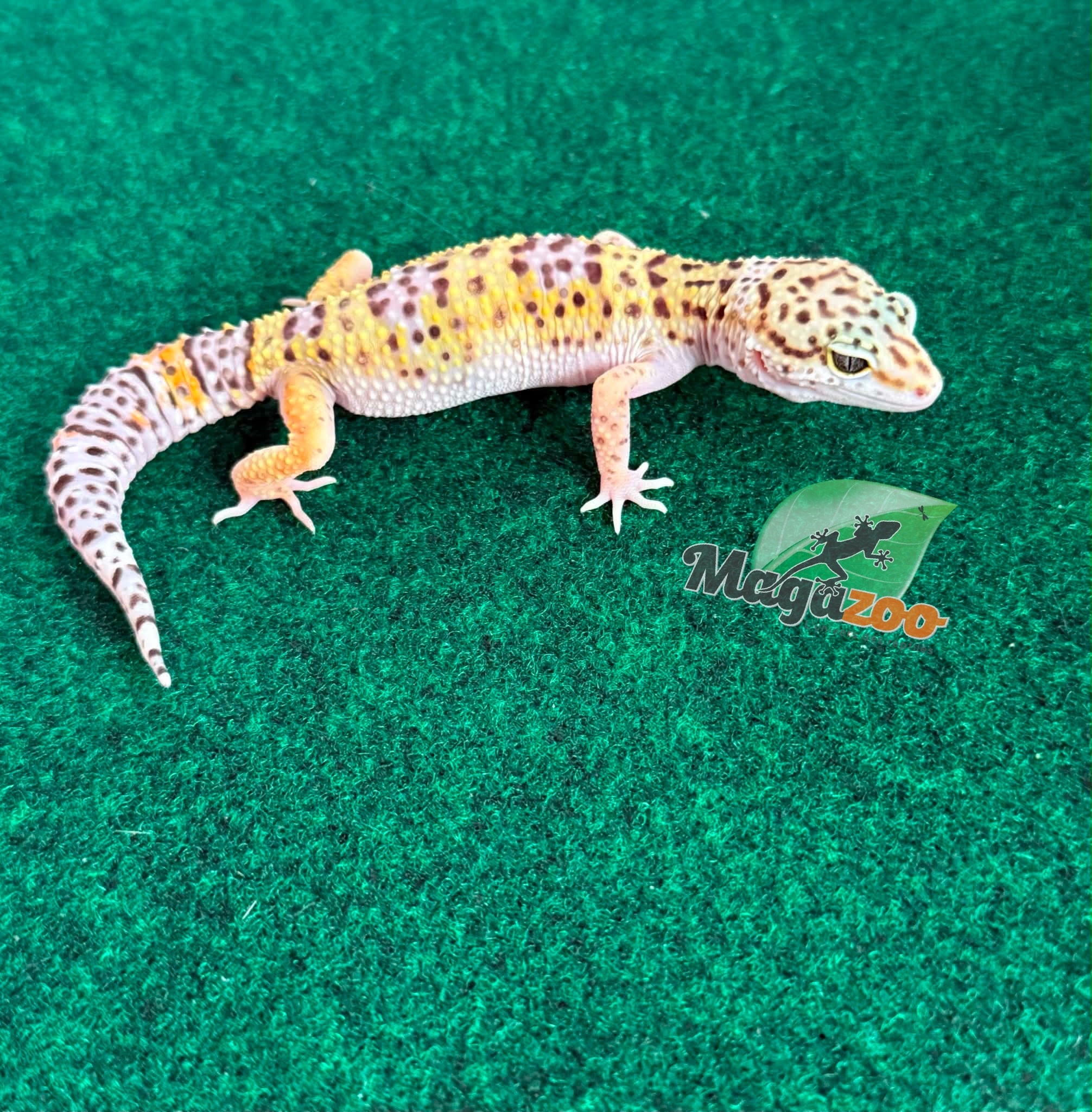 Magazoo Gecko léopard Macksnow femelle 30/04/26
