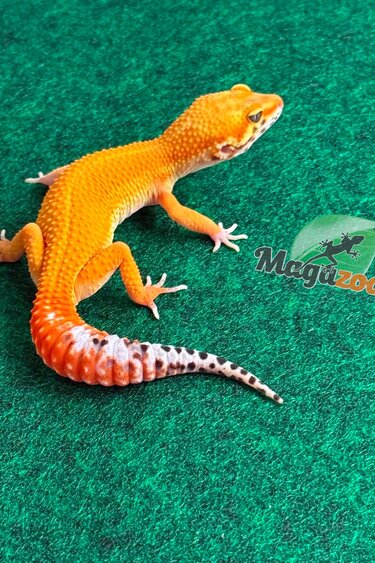 Magazoo Female Sunglow Leopard Gecko 03/14/26