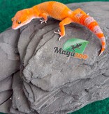 Magazoo Gecko léopard Mandarin Tangerine Cross (50% ph black Night) Mâle 29/05/26