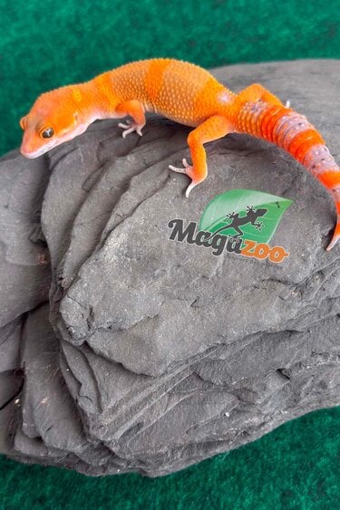 Magazoo Male Mandarin Tangerine Cross (50% ph black Night) Leopard gecko 05/29/26