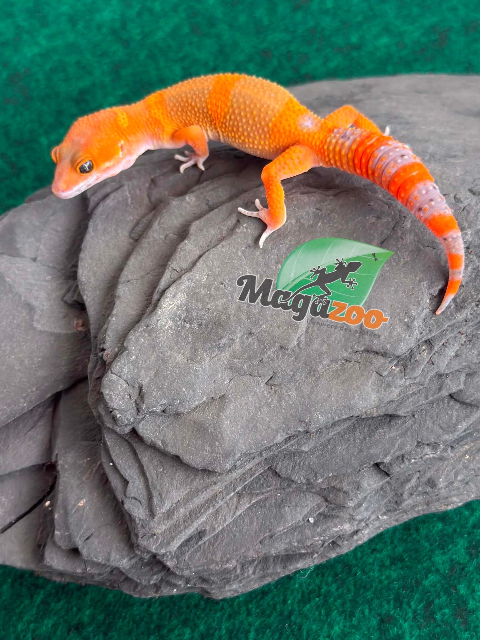 Magazoo Male Mandarin Tangerine Cross (50% ph black Night) Leopard gecko 05/29/26