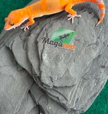 Magazoo Male Mandarin Tangerine Cross (50% ph black Night) Leopard gecko 05/29/26