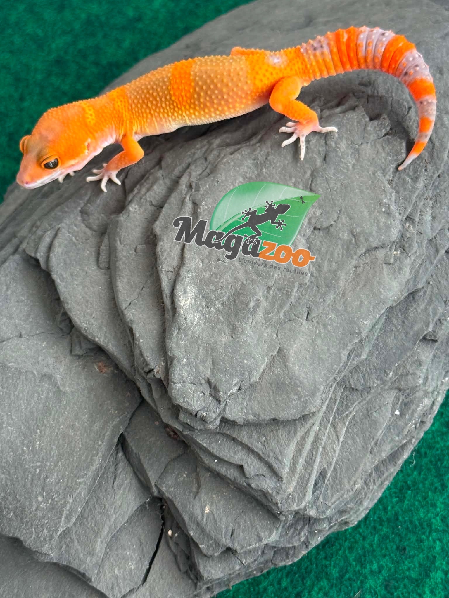 Magazoo Male Mandarin Tangerine Cross (50% ph black Night) Leopard gecko 05/29/26