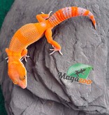 Magazoo Male Mandarin Tangerine Cross (50% ph black Night) Leopard gecko 05/29/26
