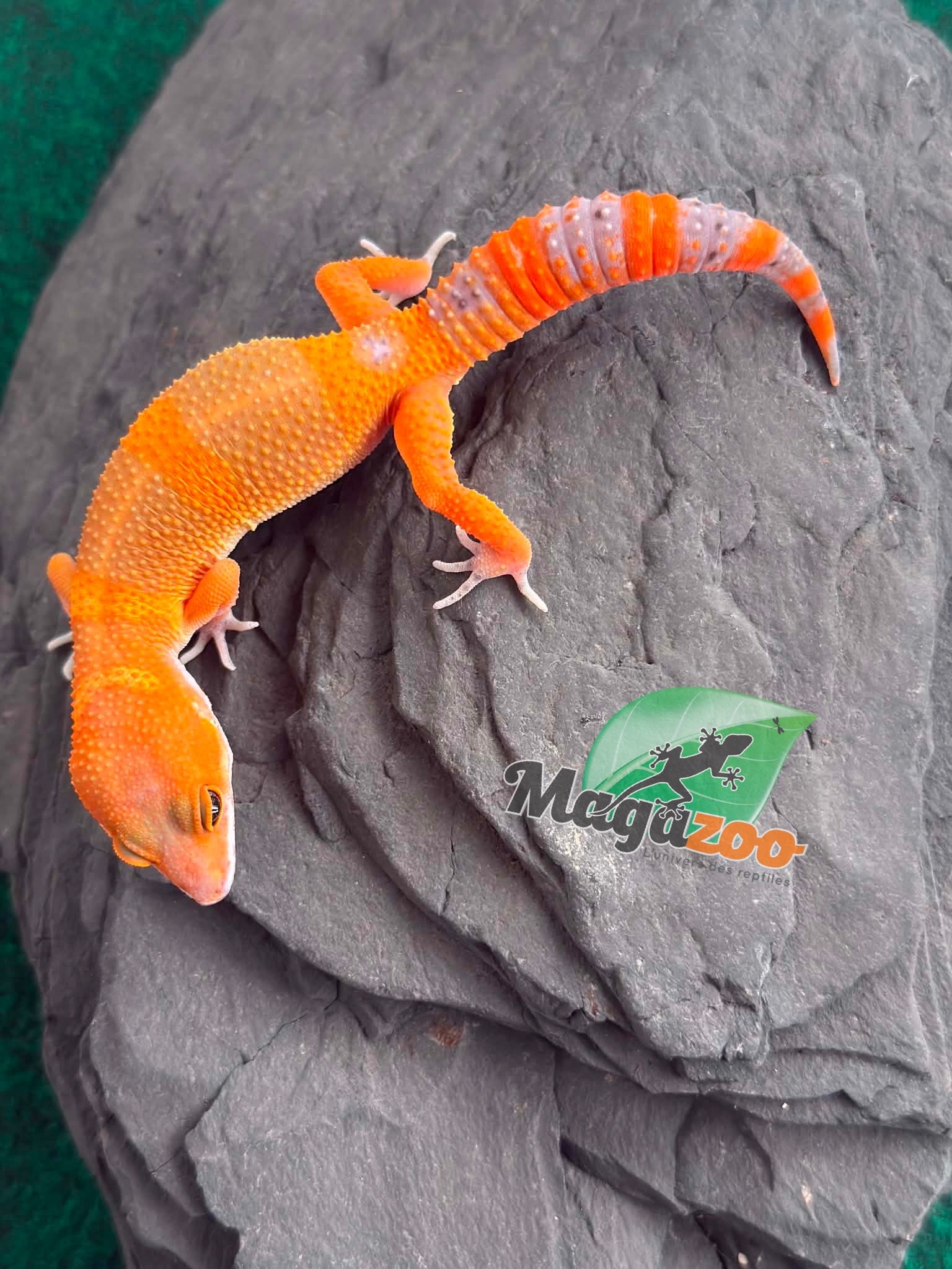Magazoo Male Mandarin Tangerine Cross (50% ph black Night) Leopard gecko 05/29/26