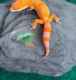 Magazoo Male Mandarin Tangerine Cross (50% ph black Night) Leopard gecko 05/29/26