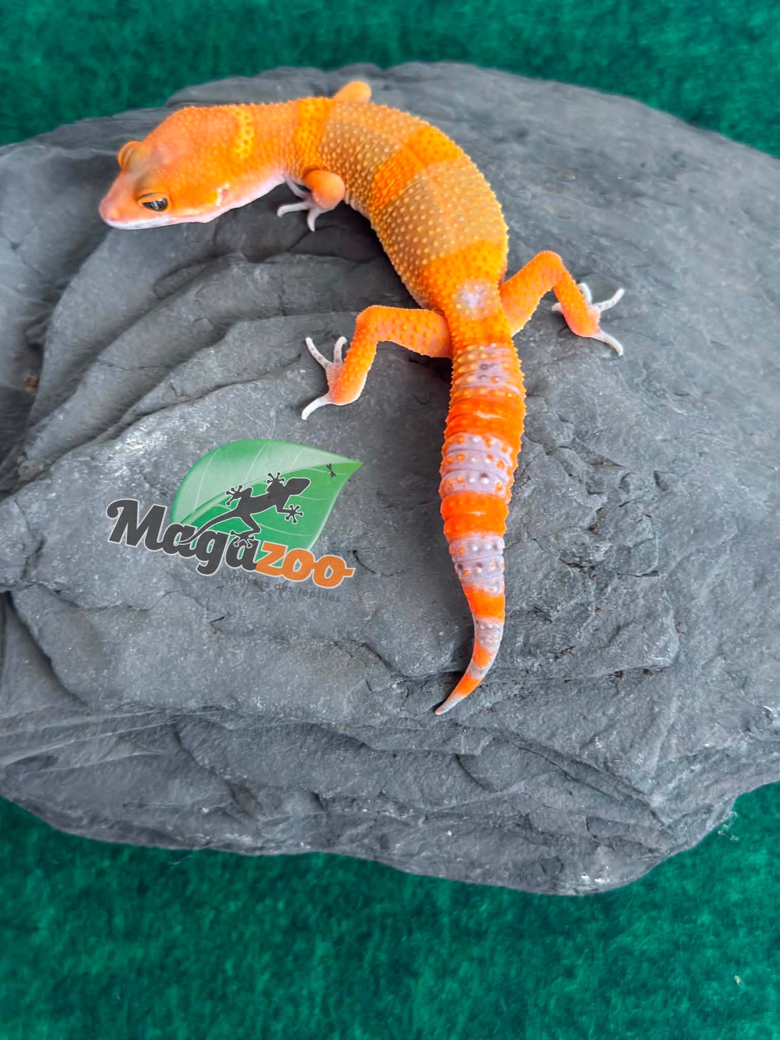 Magazoo Male Mandarin Tangerine Cross (50% ph black Night) Leopard gecko 05/29/26