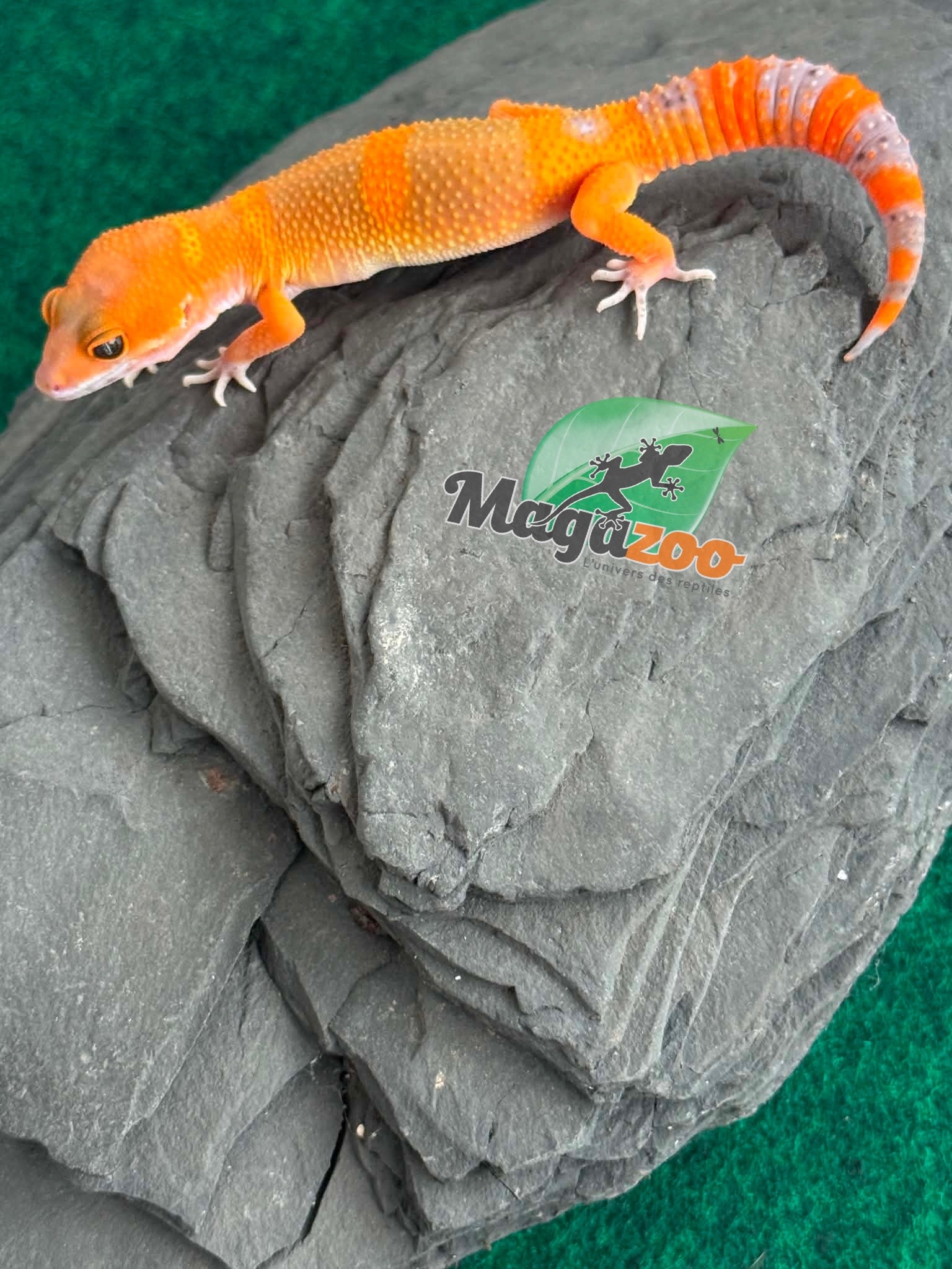 Magazoo Male Mandarin Tangerine Cross (50% ph black Night) Leopard gecko 05/29/26