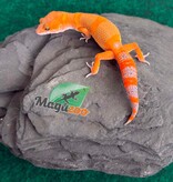 Magazoo Male Mandarin Tangerine Cross (50% ph black Night) Leopard gecko 05/29/26