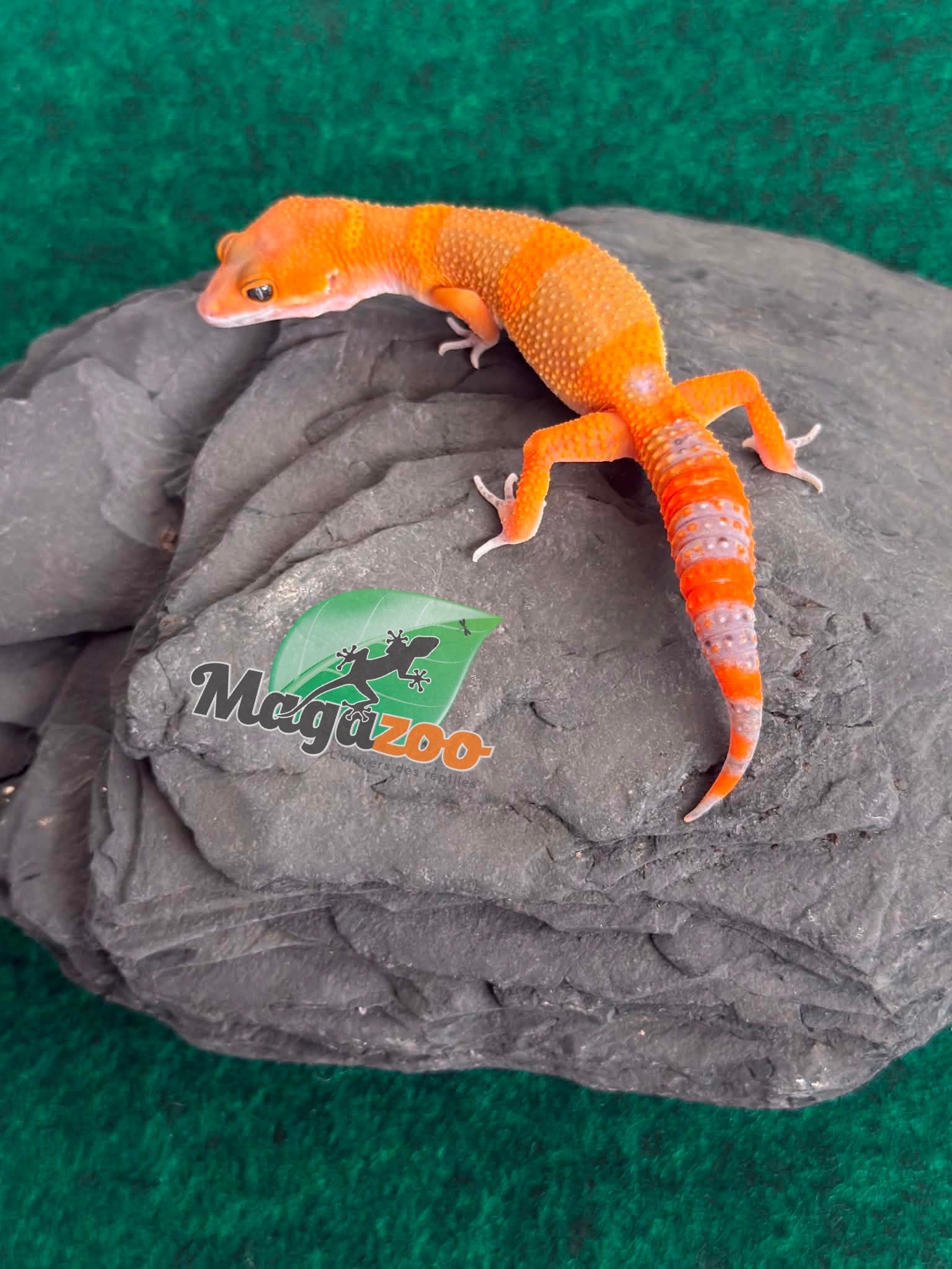 Magazoo Gecko léopard Mandarin Tangerine Cross (50% ph black Night) Mâle 29/05/26