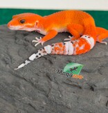 Magazoo Female Tangerine Tornado Leopard Gecko 05/20/26