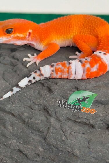 Magazoo Female Tangerine Tornado Leopard Gecko 05/20/26