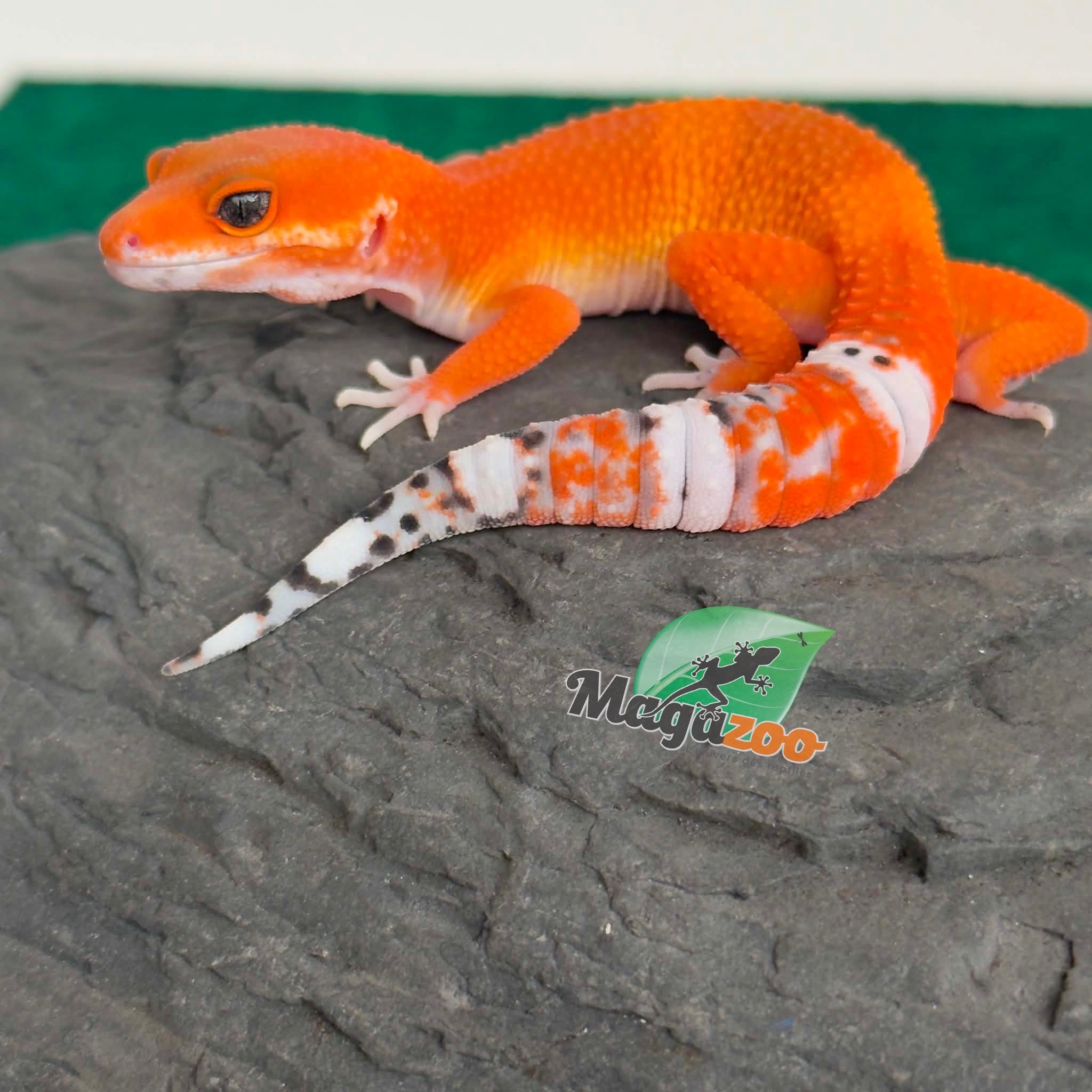 Magazoo Female Tangerine Tornado Leopard Gecko 05/20/26