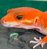 Magazoo Gecko léopard Tangerine Tornado femelle 20/05/26