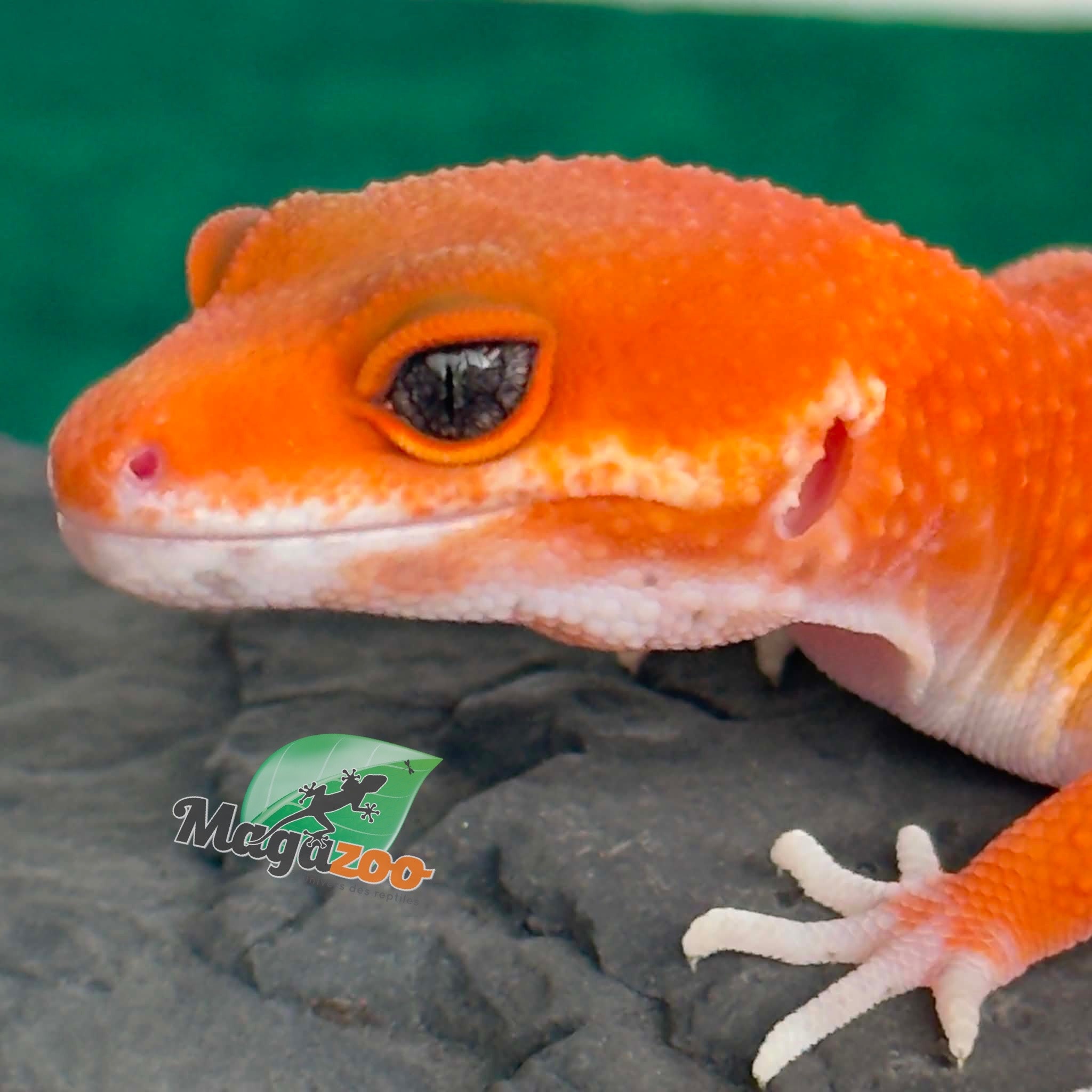 Magazoo Female Tangerine Tornado Leopard Gecko 05/20/26