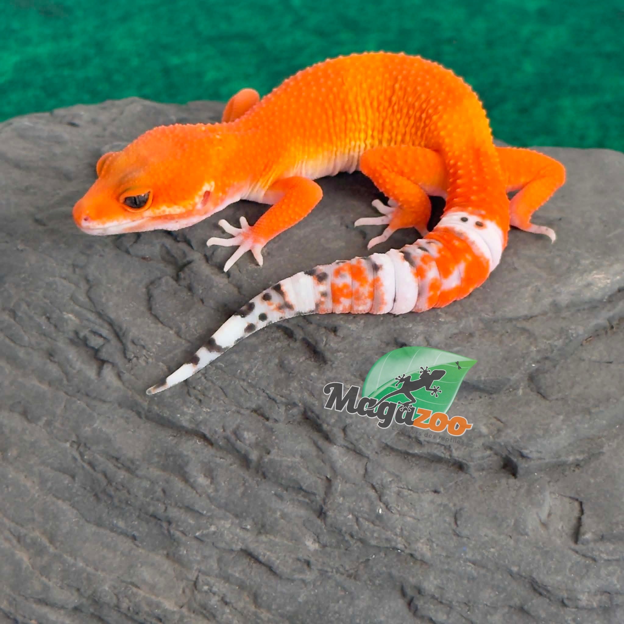 Magazoo Female Tangerine Tornado Leopard Gecko 05/20/26