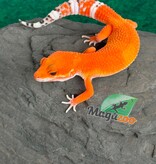 Magazoo Female Tangerine Tornado Leopard Gecko 05/20/26