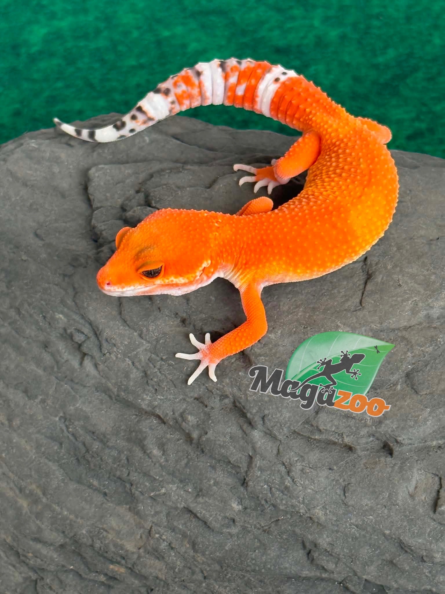 Magazoo Female Tangerine Tornado Leopard Gecko 05/20/26