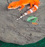 Magazoo Female Tangerine Tornado Leopard Gecko 05/20/26