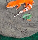 Magazoo Gecko léopard Tangerine Tornado femelle 20/05/26