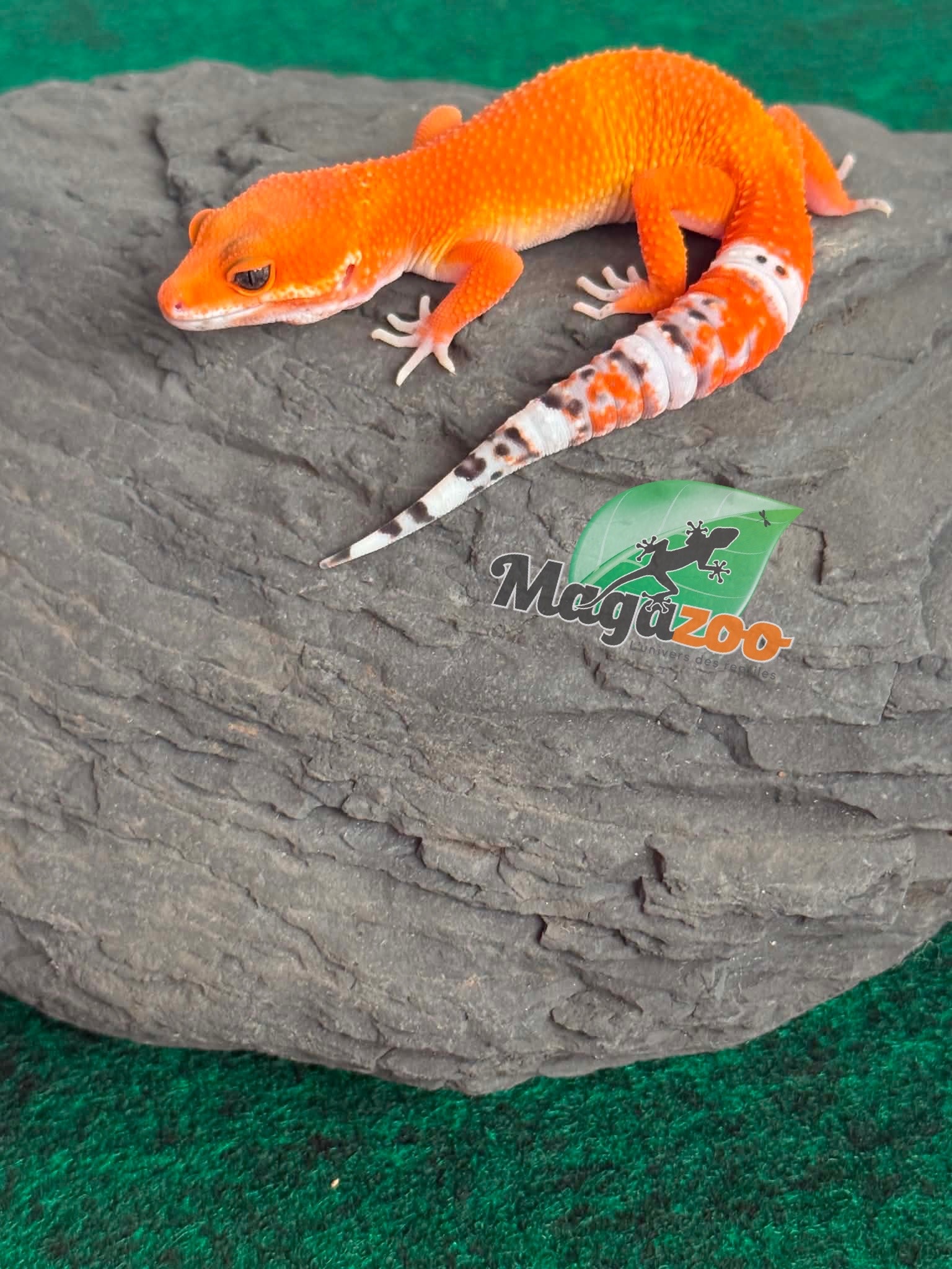 Magazoo Female Tangerine Tornado Leopard Gecko 05/20/26