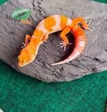 Magazoo Male Red Diamond F2 Leopard Gecko 04/14/26