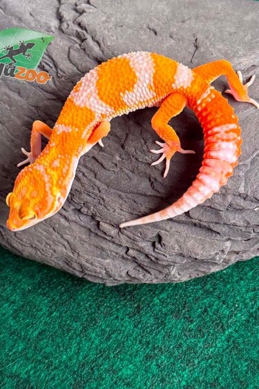 Magazoo Male Red Diamond F2 Leopard Gecko 04/14/26