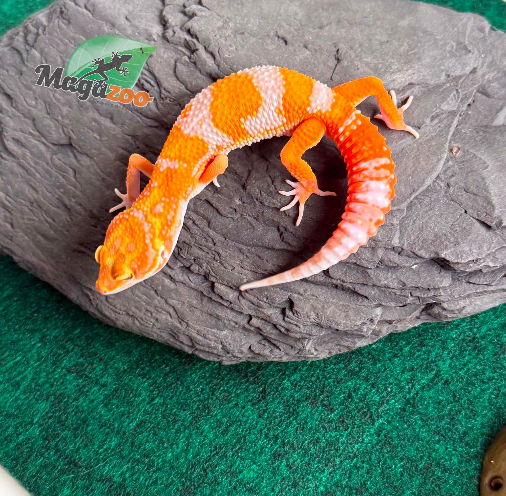 Magazoo Gecko léopard Red Diamond F2 Mâle  14/04/26