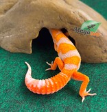Magazoo Male Red Diamond F2 Leopard Gecko 04/14/26