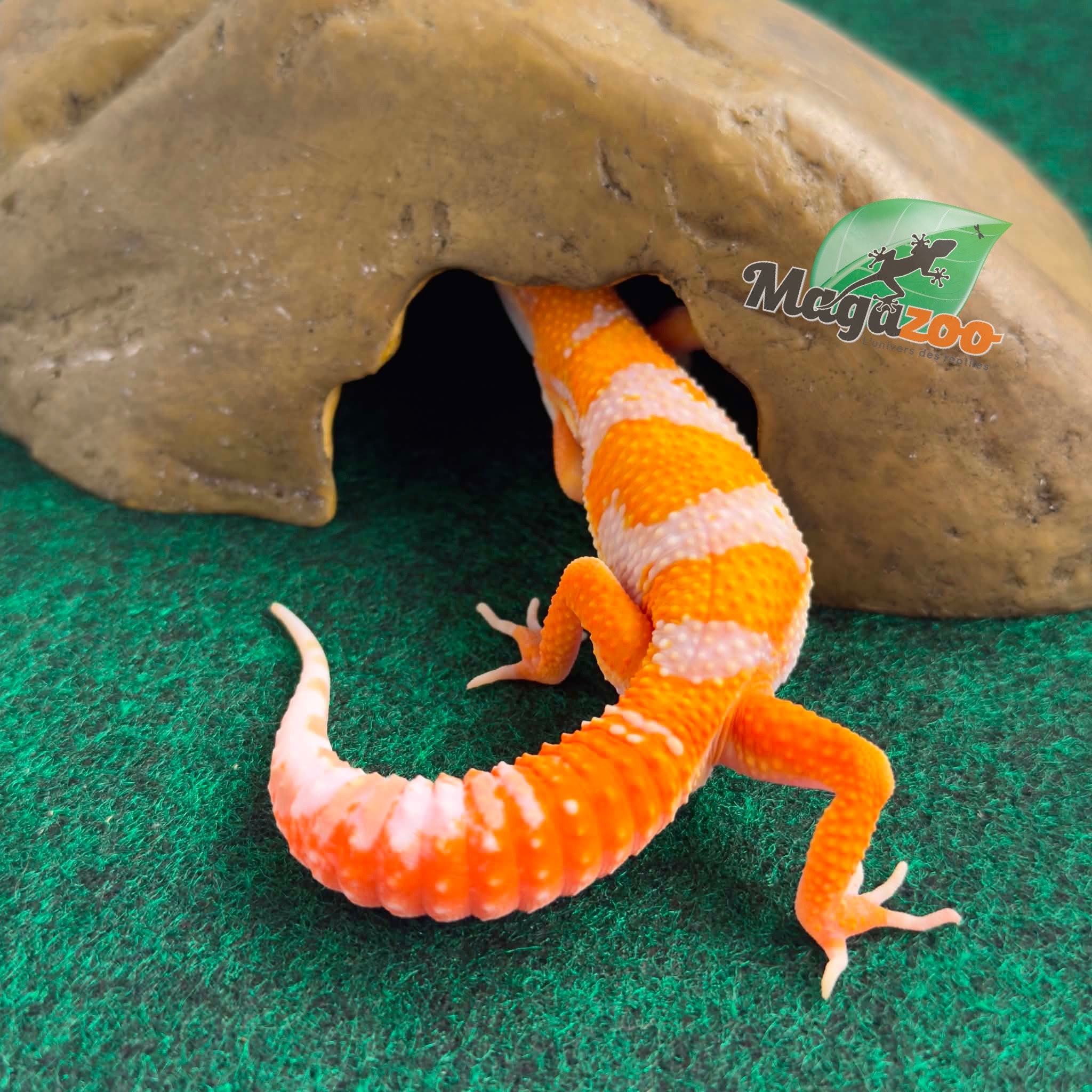 Magazoo Gecko léopard Red Diamond F2 Mâle  14/04/26
