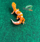 Magazoo Gecko léopard Red Diamond F2 Mâle  14/04/26