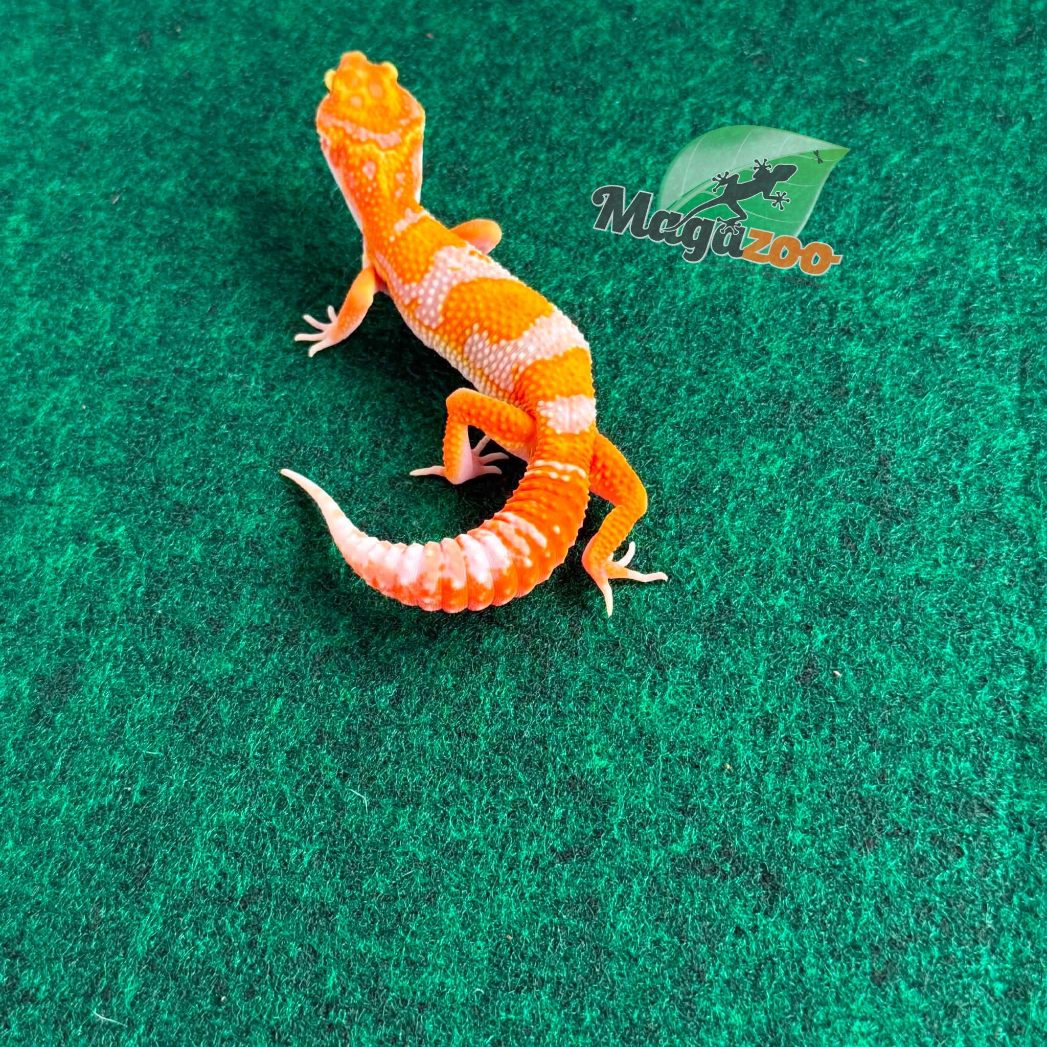 Magazoo Gecko léopard Red Diamond F2 Mâle  14/04/26