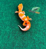 Magazoo Male Red Diamond F2 Leopard Gecko 04/14/26
