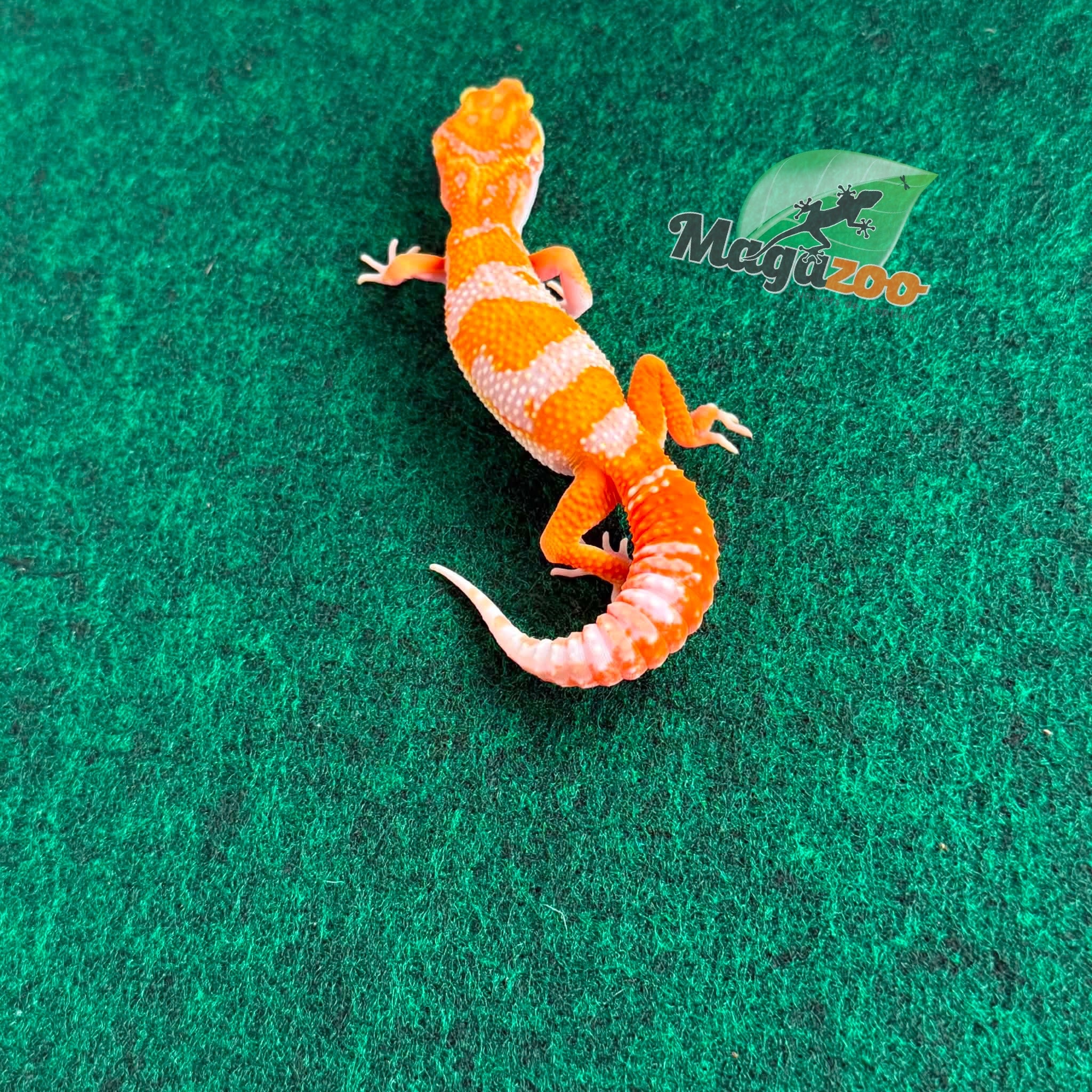 Magazoo Gecko léopard Red Diamond F2 Mâle  14/04/26