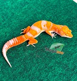 Magazoo Gecko léopard Red Diamond F2 Mâle  14/04/26