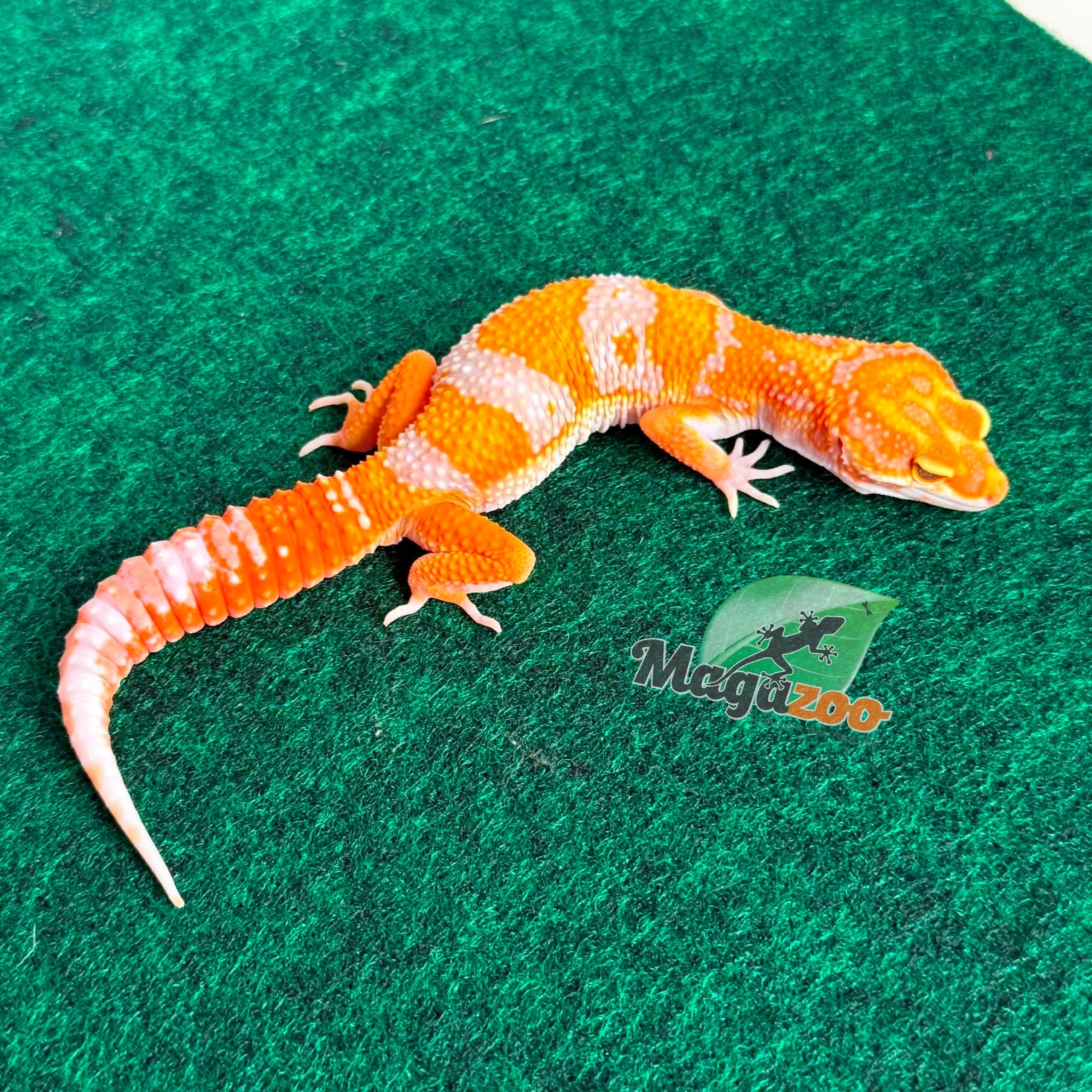 Magazoo Gecko léopard Red Diamond F2 Mâle  14/04/26