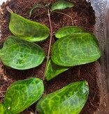 Plante Aeschynanthus Lipstick vine